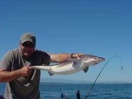 small shark pictures