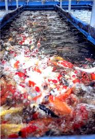 koi gold fish