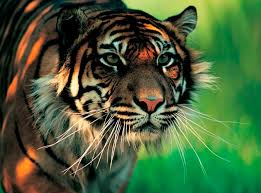 external image Sumatran-tiger.jpg