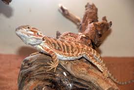 reptiles snakes