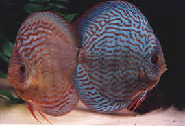 freshwater discus fish