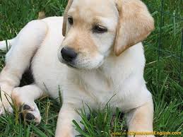 yellow lab puppy