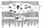 Anatomy and physiology of the enteric nervous system -- Costa et ... 