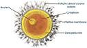 Ovum | Tutorvista.