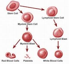 The protein interleukin-27. Fundamental discovery for the leukemia