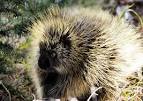 Tag - Echidné - Strange Stuff And Funky Things