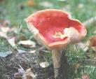 red cap and white spots is much favoured by illustrators of fairy tales. - via Daymix