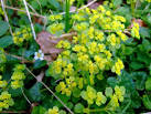 By the doctrine of signatures, its spleen-shaped leaves were deemed - via Daymix