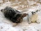 can be seen on the beach giving birth to and looking after their pups. - via Daymix