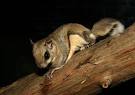 Friends of Mt. Hope :: Flying Squirrel
