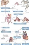 of <b>hepatorenal syndrome</b>
