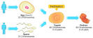 BBC - GCSE Bitesize: Sexual reproduction
