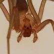 Brown recluse spider - Wikipedia, the free encyclopedia