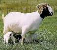 Proyecto Pragmalia: 180. Fomentar la producción de Caprinos Raza Boer