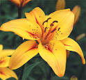 Yellow Asiatic Lilies - The Lily Garden