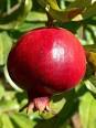 pomegranatedriapeterson.jpg