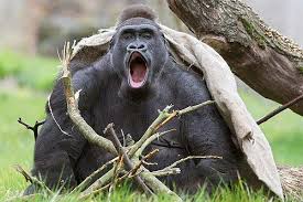 images?q=tbn:ANd9GcQ-gSCOKA_6YX7M0Eqz1tUsPTYL_MbfWxm6TEYMv1u8GM1FBBuU