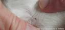 Integrated Flea Control
