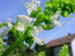 Just a hint of basil. - via Daymix