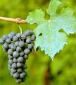 Kobrand Wine &amp; Spirits | Education | Grape Glossary | Cabernet Franc