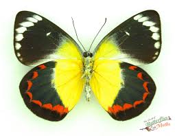 Image result for Eulalia timorensis