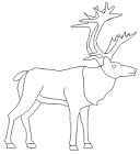 Caribou coloring page