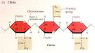 chitin