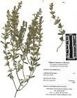 Hedeoma reverchonii