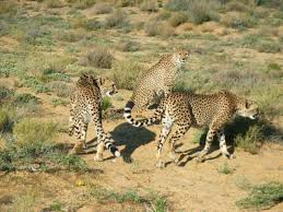 external image images?q=tbn:ANd9GcQ08QcT8ff_nyusi2v1jfIfbLhkhCMFAifLeMeeDUMGeeURiDMl