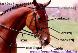 A kantár részei