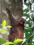 This Week in Evolution: mammals Archives