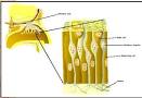 Chemoreception - Biology Encyclopedia - cells, body, human, animal ...