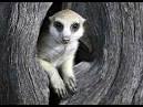 Meerkat Manor - Maybelline