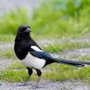 Black-Billed Magpie | birdinginformation.