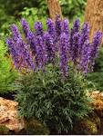 <b>Aconitum</b>: Toxic Perennial if Taken Internally - Journal - Garden
