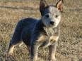 Australian Cattle Dog Breed Information & Pictures (Queensland ...