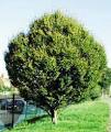 Beech