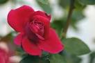 super-zoom in macro mode. - via Daymix
