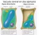 La mayoría de las <b>vacuolas</b> se