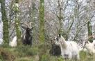 Feral goats the woodland's - via Daymix
