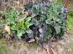 Brassica oleracea Wild Cabbage PFAF Plant Database