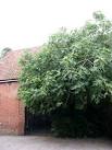 The fig is indigenous to - via Daymix