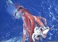 Giant Squids, Architeuthis dux at MarineBio.