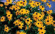 Black-Eyed Susan, Maryland State Flower