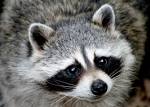 Racoon | Animex