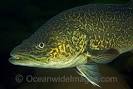 Eastern Freshwater Cod Stock Images