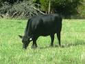 Beef Cattle - eXtension
