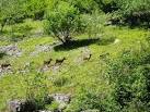 ST4754 : Soay Sheep in Cheddar - via Daymix