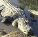 HowStuffWorks "How Alligators Work"
