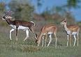Antelope - Wikipedia, the free encyclopedia